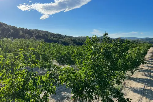 Manisa Gördes İnce Kabuklu Lezzetli Ceviz