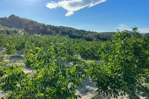 Manisa Gördes İnce Kabuklu Lezzetli Ceviz